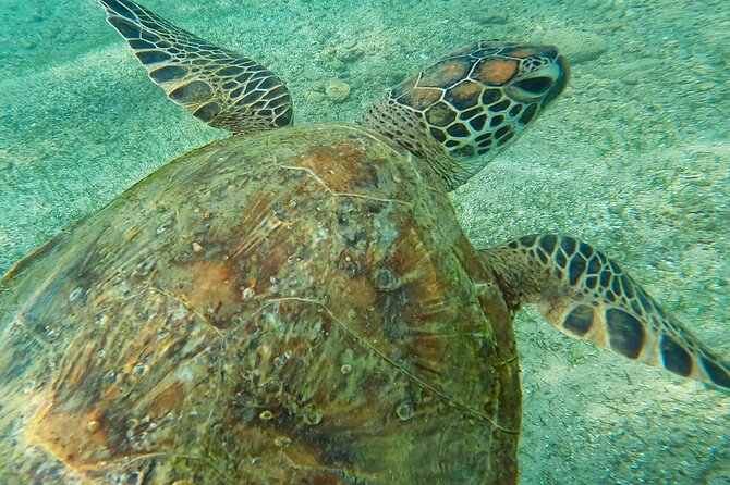snorkeling-turtles-in-mirissa-tour-overview