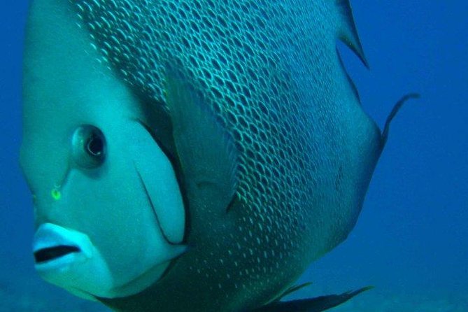 Snorkeling With Caribbean Fish and Private Cenote Exploration - Tour Overview