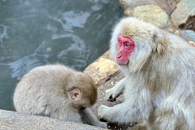 Snow Monkey And Zenkoji Temple Sake In Nagano Full Day Tour