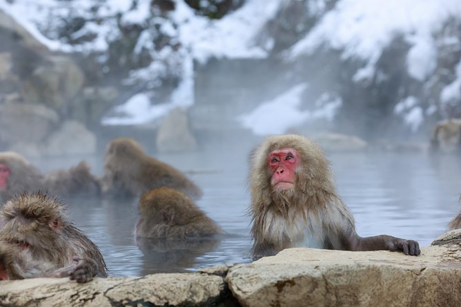 Snow Monkey in Jigokudani Yaen-koen & Obuse Town