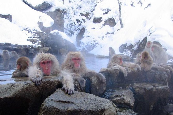 Snow Monkey Park Tour, From/To Tokyo, up to 12 Guests - Tour Overview