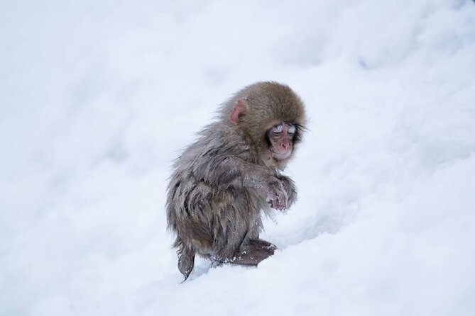 Snow Monkey Park & Zenkoji Temple Nagano Pvt. Full Day Tour.