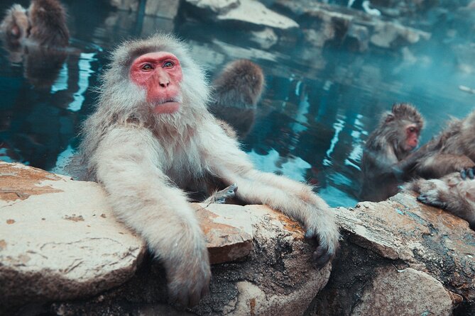 Snow Monkey & Shibu Onsen Afternoon Tour (All Year Round) - Meeting Locations