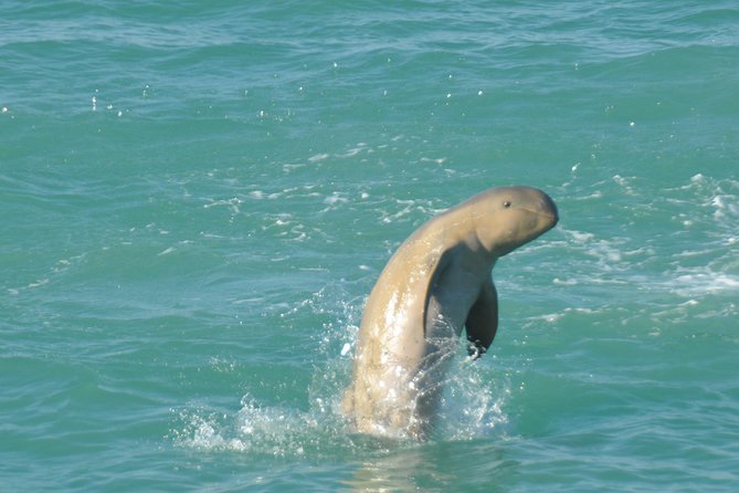 Snubfin Dolphin Eco Cruise From Broome