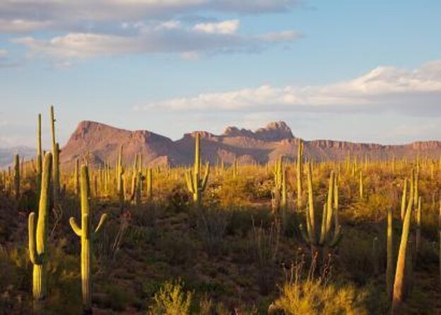 Sonoran Desert 1/2 Private Group Day Hike Casual to Challenging