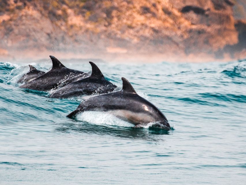 Sotogrande: Dolphin Watching Boat Trip With Drink