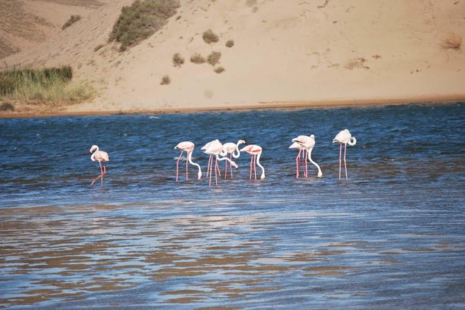 Souss Massa National Park Half Day Trip From Agadir - Highlights of the Park