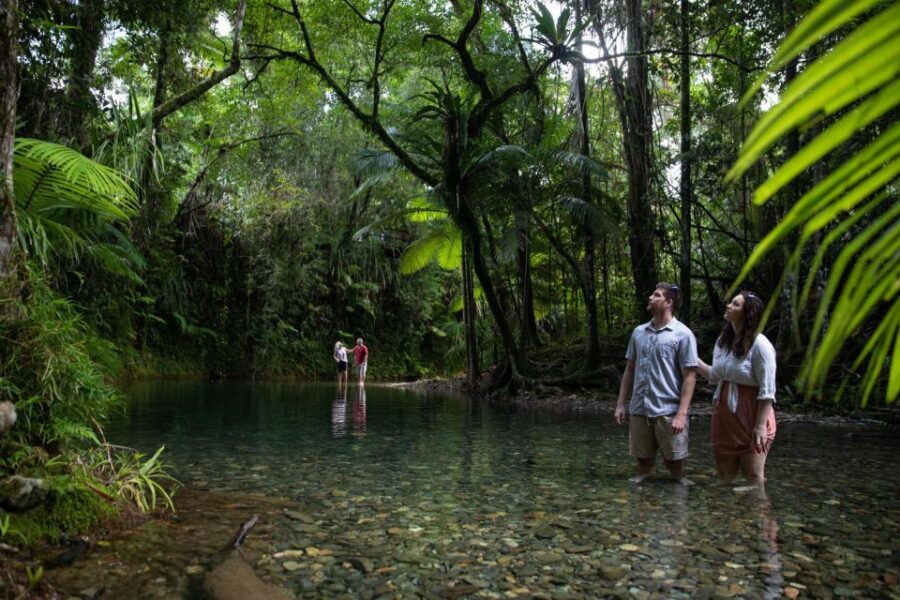Southern Daintree Explorer Tour - Half Day - Tour Overview