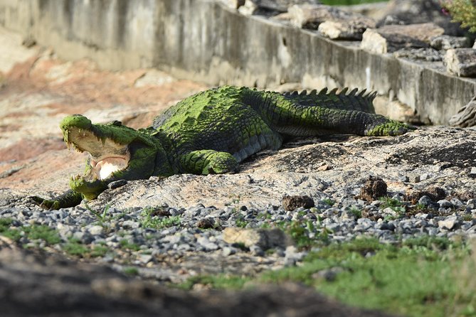 special-leopard-safari-tour-in-yala-national-park-by-malith-the-team-tour-overview