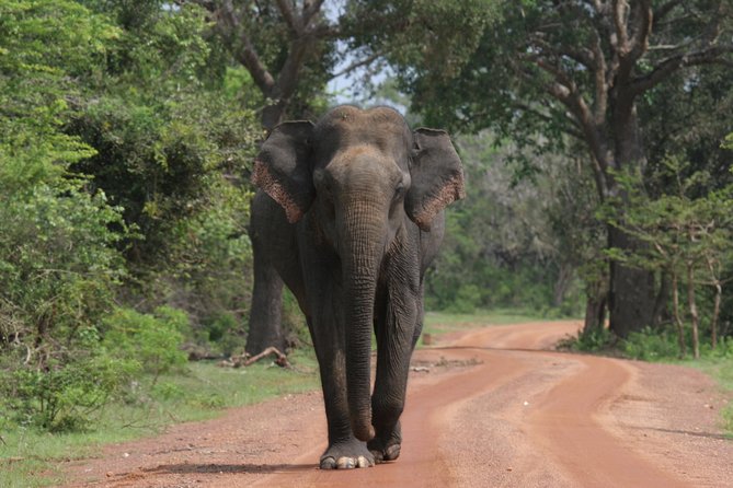 Special Leopards Safari – Yala National Park – 04.30 Am to 11.30 Am