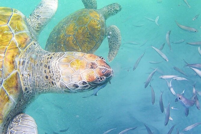 spectacular-experience-with-sea-turtles-tour-overview-and-pricing