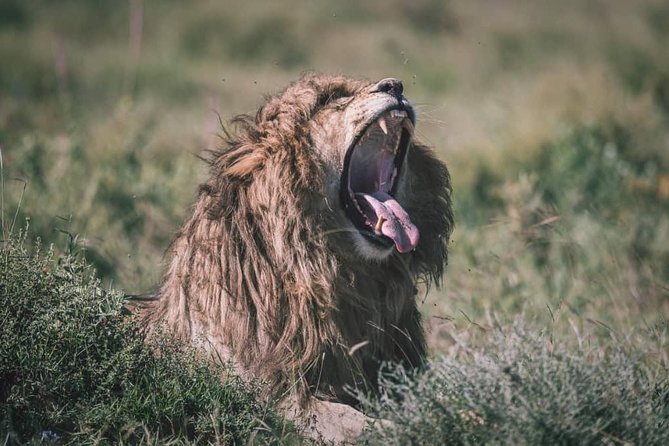 spotting-africa-big-five-5-animals-included-highlights