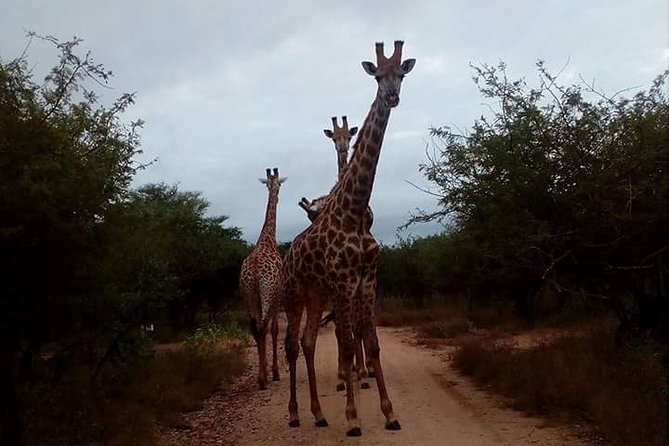 sunrise-safari-tour-overview
