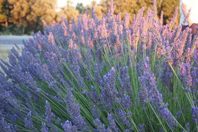 Sunset Lavender Tour From Aix-En-Provence