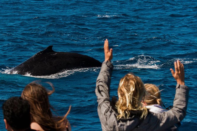 Swim With Whale Sharks- the Largest Fish in the World!