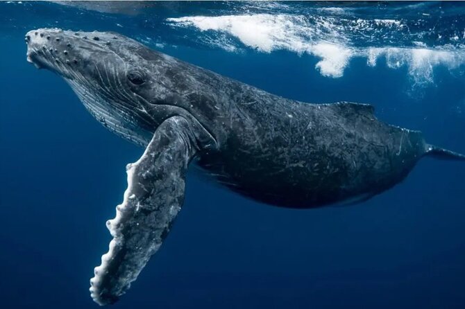 Swim With Whales in Gold Coast