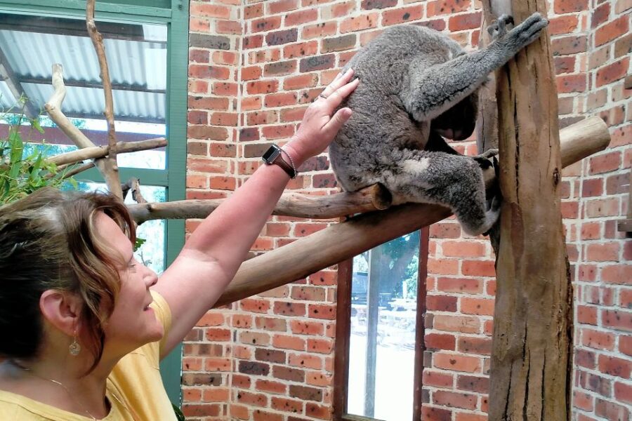 Sydney: Blue Mountains Waterfalls and Koalas Late Start Tour - Tour Overview
