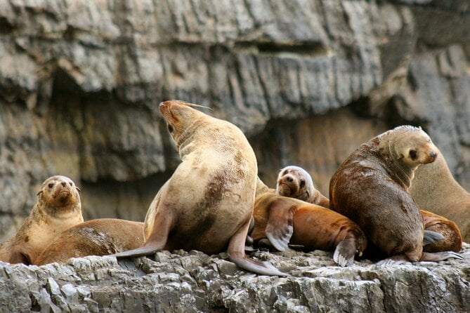 Tasman Island Cruises and Port Arthur Historic Site Day Tour From Hobart