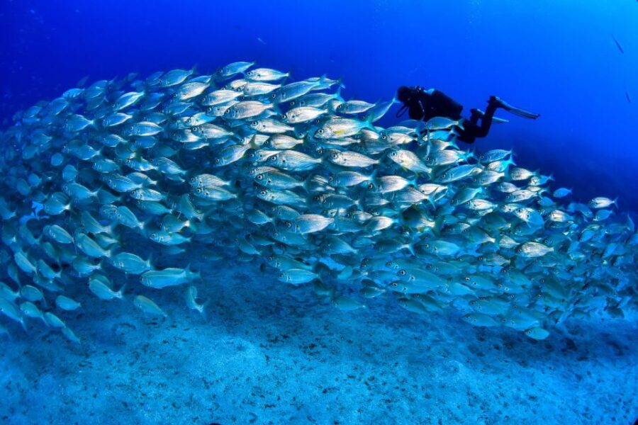 Tenerife: 2-Dive Private Scuba Discovery Course - Course Overview