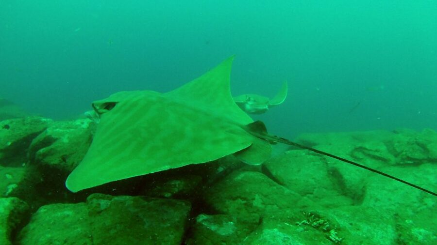 Tenerife: 2 Diving Sessions for Certified Divers - Overview of Diving Excursion