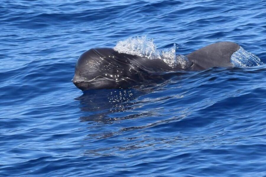 Tenerife: 3 &-6 Hour Private Whale & Dolphin Watching - Overview of the Tour