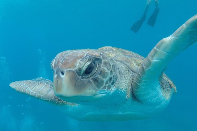 Tenerife by Kayak and Snorkeling Adventure in Small Group