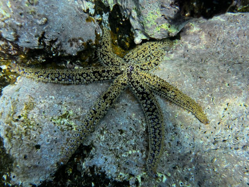 Tenerife : Diving License in One Day - Course Overview