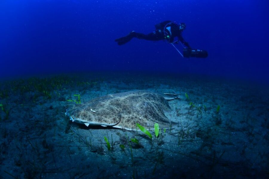 Tenerife: Diving W/ Underwater Scooter (Dpv) - Breathtaking Ocean Vistas