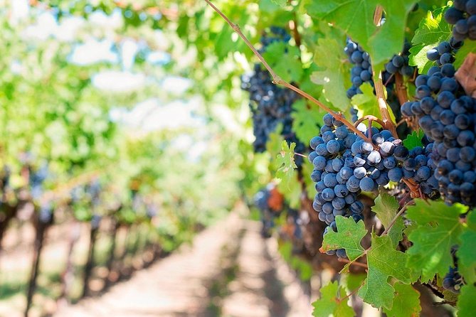 Tenerife Gastronomy Tour With Two Winery Visits and 4-Course Lunch