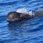 tenerife-luxury-private-whale-dolphin-watching-tour-luxury-yacht-charter-details
