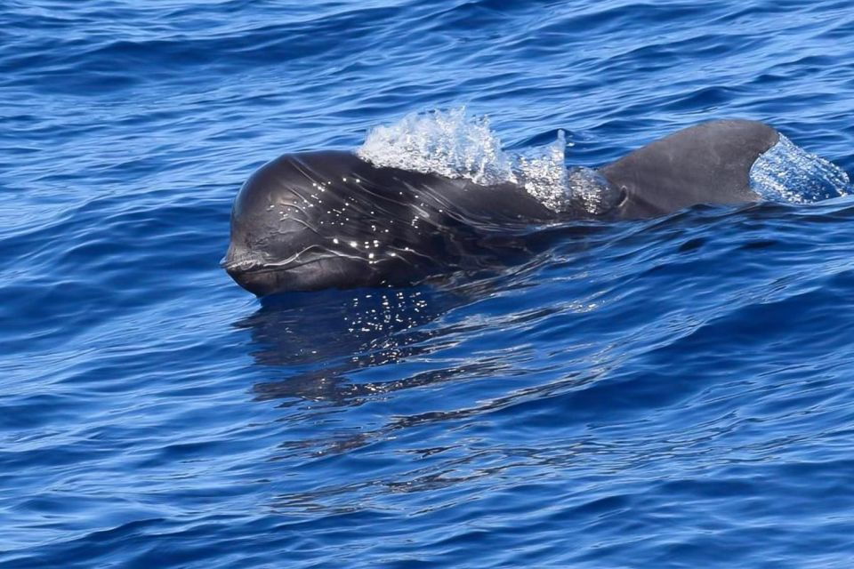 Tenerife: Luxury Private Whale & Dolphin Watching Tour - Luxury Yacht Charter Details