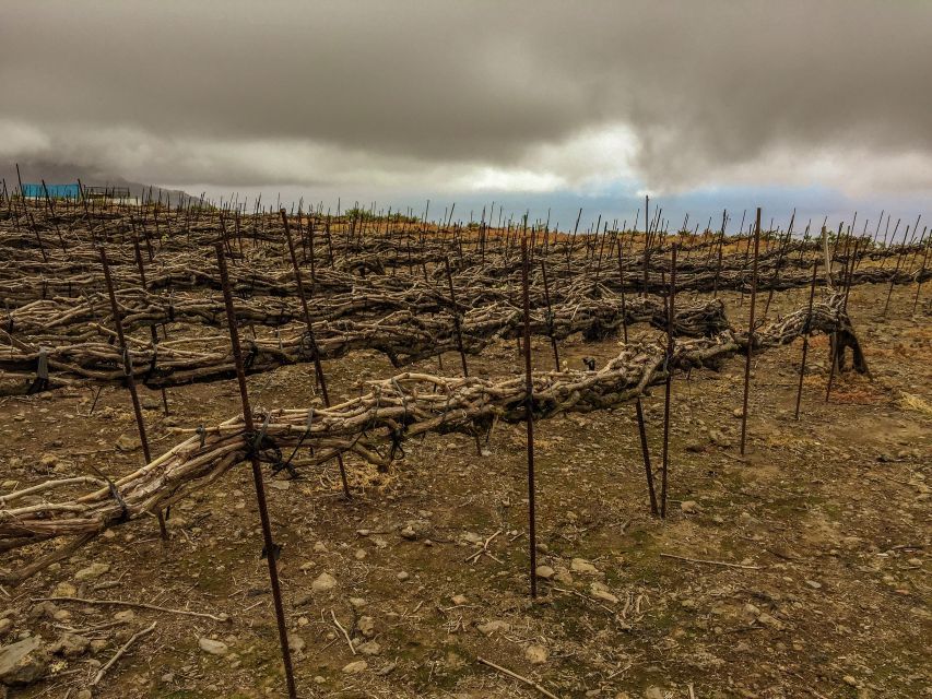 Tenerife Private Tour: Mount Teide Nature and Wine
