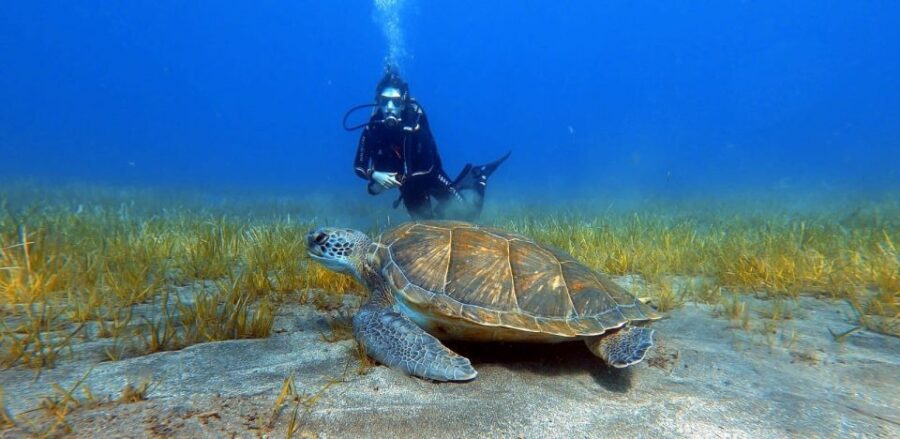 Tenerife: Scuba Diving Lesson and Abades Protected Area Dive - About the Scuba Diving Experience