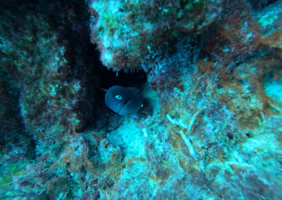 the-basic-diver-course-in-los-cristianos-course-overview