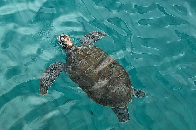 the-curacao-private-beach-hopping-snorkeling-tour-tour-overview-and-features