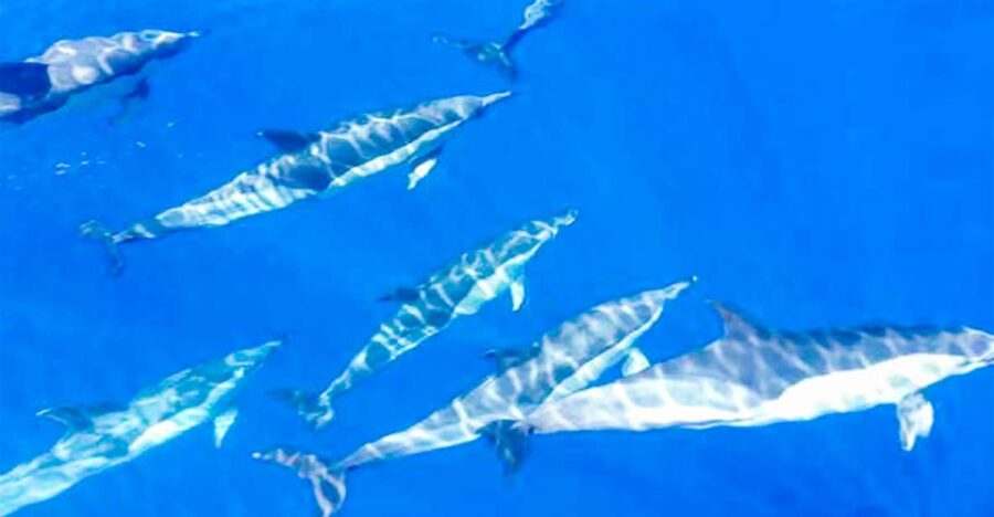 The Giants: Whales and Dolphin Watching Cruise With Lunch