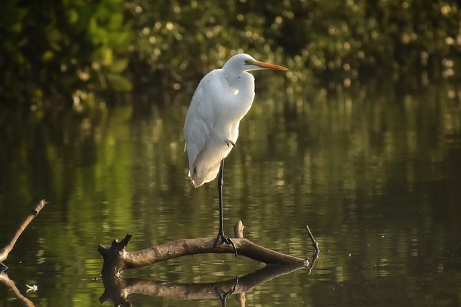 The Nature Trail at Chorao Island - Overview of Chorao Island