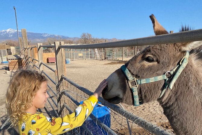 Tickets to Nature Health Farms Petting Zoo, Antique Store & Hemp Farm in Pahrump - Exploring the Sunflower Garden