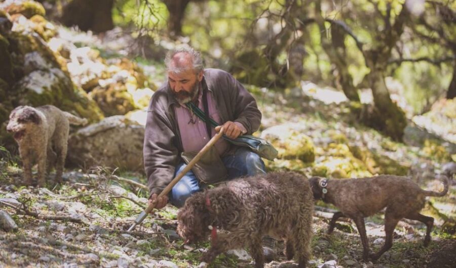 Truffle Hunting, Culinary & Wine Celebration From Elounda - Exploring Lasithi Plateaus Truffle Country