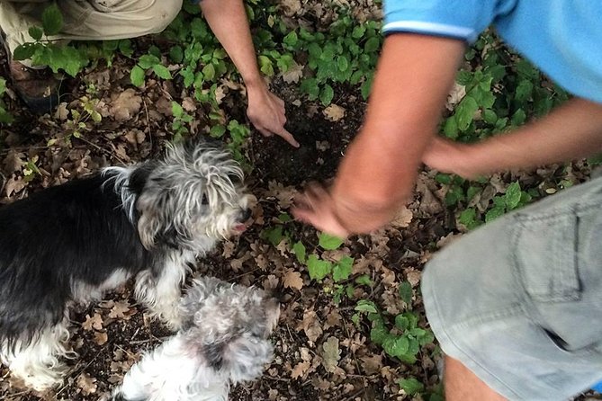 truffle-hunting-in-provence-overview-of-the-truffle-hunting-experience
