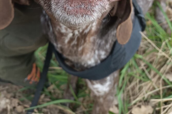Truffle Hunting in Tuscany