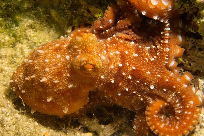 Try Scuba in Crete (For Beginners)