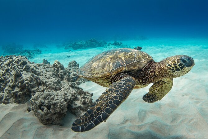 Turtle Canyon Snorkel Catamaran Excursion From Waikiki, Oahu
