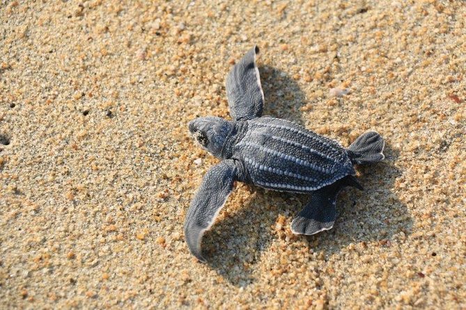 Turtle Release Escobilla Sanctuary and Crocs in Ventanilla. - Tour Details and Logistics