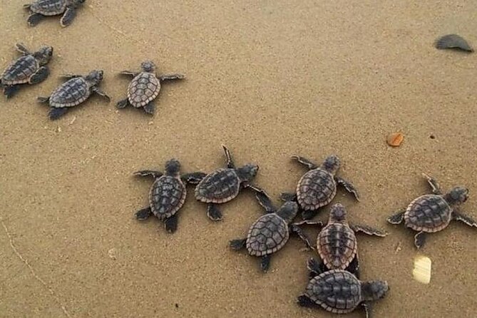 Turtle Release Playa Blanca - Overview of the Experience
