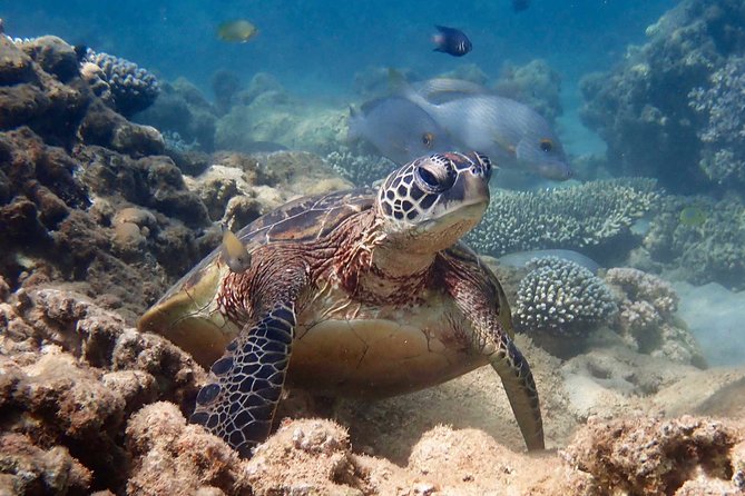 turtle-tour-ningaloo-reef-half-day-sea-kayak-and-snorkel-tour-tour-overview