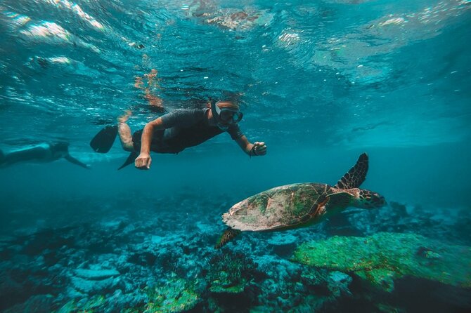 Two Dives for Certified Divers and Snorkeling in Fujairah - Diving and Snorkeling Experience