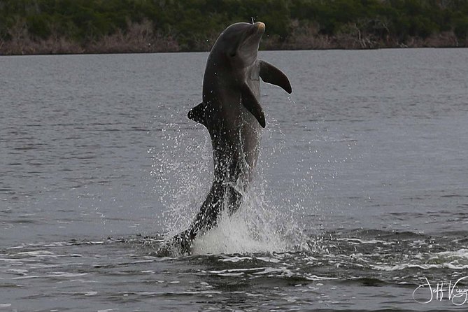 two-hour-everglades-national-park-dolphin-birding-and-wildlife-boat-tour-meeting-point-and-pickup