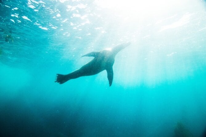 Two Hour Kayak and Snorkel Tour for Two in La Jolla