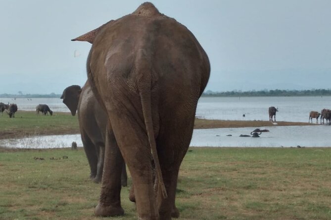 udawalawe-national-park-private-safari-with-naturalist-overview-of-the-activity